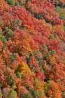 USA, Utah. Wasatch Mountains maple in fall color along Highway 39 Art Print